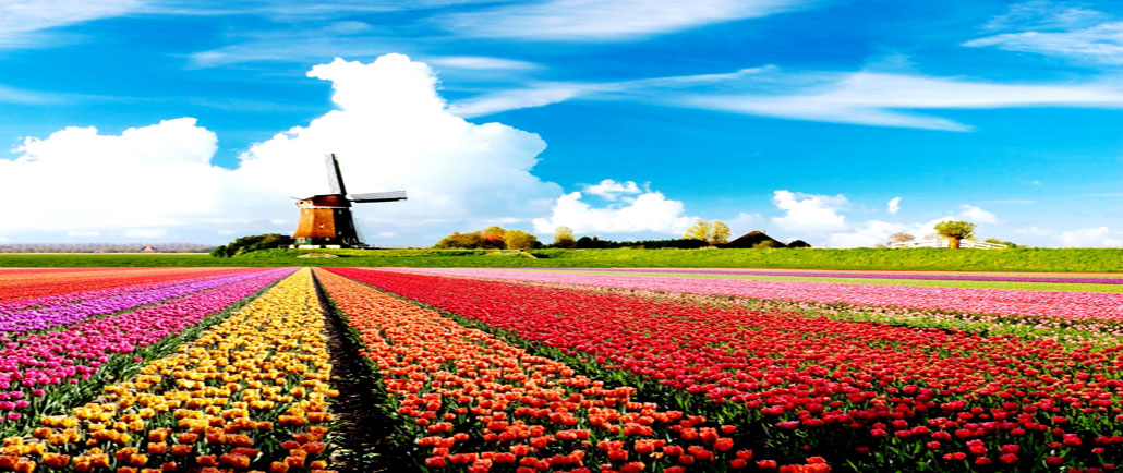 Holland-Tulips